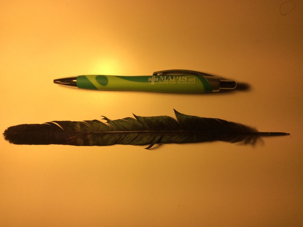 Penna ... di Gazza (Pica pica)